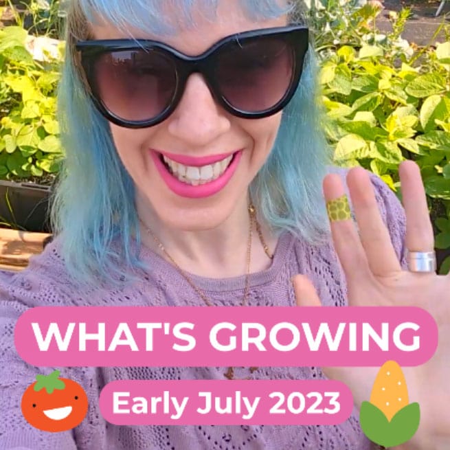 NYC Garden Update July 2023: Tomatoes, Corn, and Thriving Mint